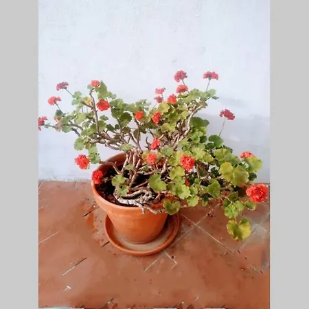 Casa Da Zeca, Garagem Gratuita, Costa Nova